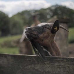 Bergwildpark Meißner2025